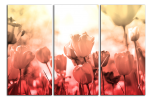 Obraz na plátně Tulipány
