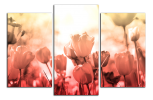 Obraz na plátně Tulipány