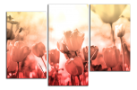 Obraz na plátně Tulipány