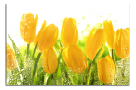Obraz na plátně Tulipány