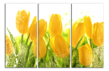 Obraz na plátně Tulipány