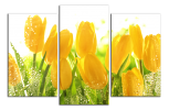 Obraz na plátně Tulipány