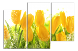 Obraz na plátně Tulipány