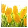 Obraz na plátně Tulipány