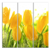 Obraz na plátně Tulipány