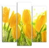 Obraz na plátně Tulipány
