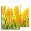 Obraz na plátně Tulipány