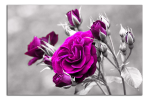Obraz na plátně Fialová růže