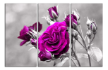 Obraz na plátně Fialová růže