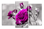 Obraz na plátně Fialová růže