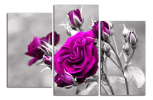 Obraz na plátně Fialová růže