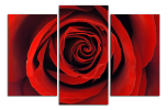 Obraz na plátně Růže
