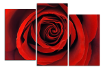Obraz na plátně Růže
