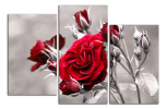 Obraz na plátně Růže