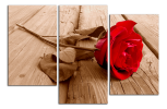 Obraz na plátně Růže