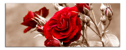 Obraz na plátně Růže