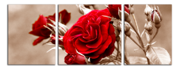 Obraz na plátně Růže
