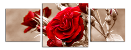 Obraz na plátně Růže