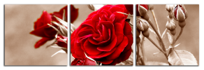 Obraz na plátně Růže