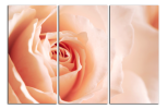 Obraz na plátně Růže
