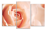 Obraz na plátně Růže