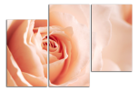Obraz na plátně Růže
