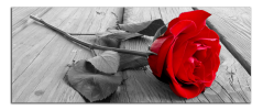 Obraz na plátně Růže