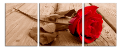 Obraz na plátně Růže