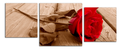 Obraz na plátně Růže