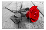Obraz na plátně Rudá růže
