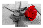 Obraz na plátně Rudá růže