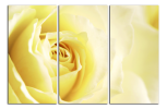 Obraz na plátně Žlutá růže