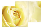 Obraz na plátně Žlutá růže