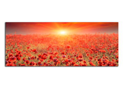 Vlčí máky na poli