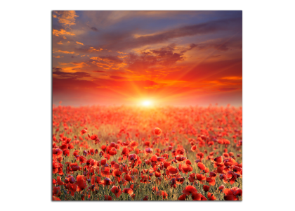 Vlčí máky na poli