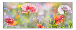 Obraz na plátně Maky na louce