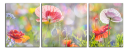 Obraz na plátně Maky na louce