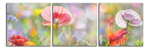 Obraz na plátně Maky na louce