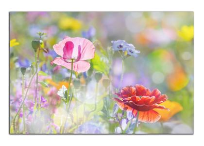 Vlčí máky na poli