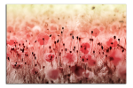 Obraz na plátně Máky
