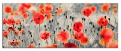 Obraz na plátně Vlčí máky panorama