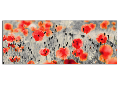 Vlčí máky panorama