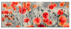 Obraz na plátně Vlčí máky panorama