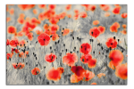 Obraz na plátně Vlčí máky