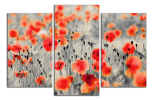 Obraz na plátně Vlčí máky