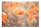 Obraz na plátně Oranžové máky
