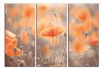 Obraz na plátně Oranžové máky