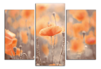 Obraz na plátně Oranžové máky