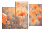 Obraz na plátně Oranžové máky
