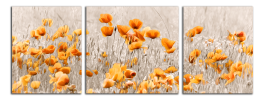 Obraz na plátně Oranžové máky